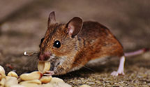 24 Hour & Emergency Exterminators in Warrington, PA